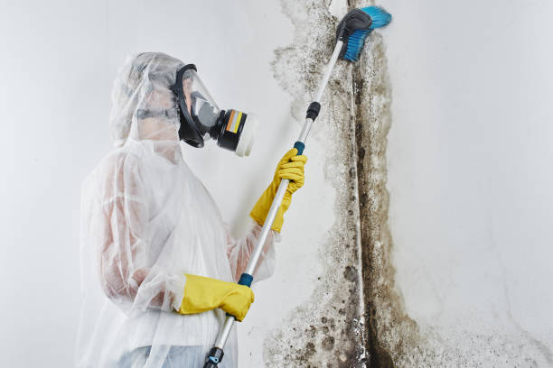 Best Home Mold Removal  in Homer, MI