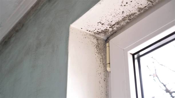 Best Local Mold Removal Service  in Homer, MI
