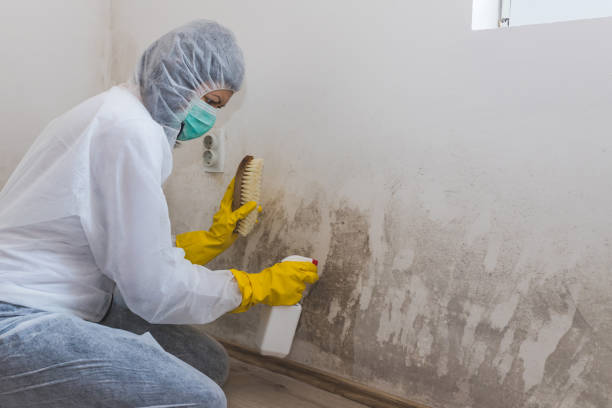 Best Black Mold Removal  in Homer, MI