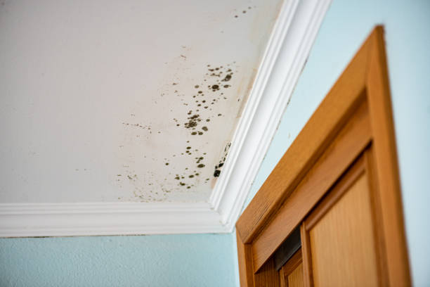 Best Mold Removal Near Me  in Homer, MI