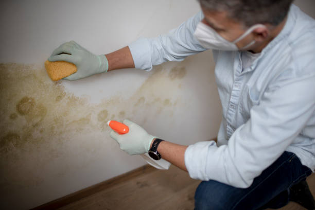 Professional Mold Removal in Homer, MI