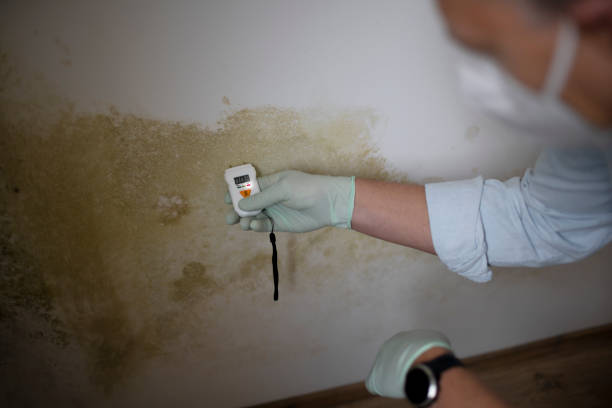 Best Office Mold Removal Services  in Homer, MI