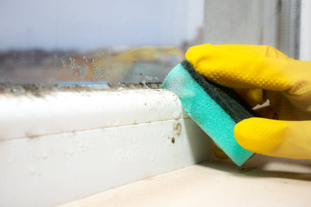 Best Mold Remediation  in Homer, MI