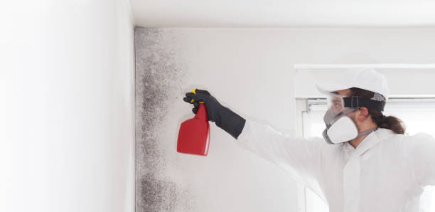 Homer, MI Mold Removal Company
