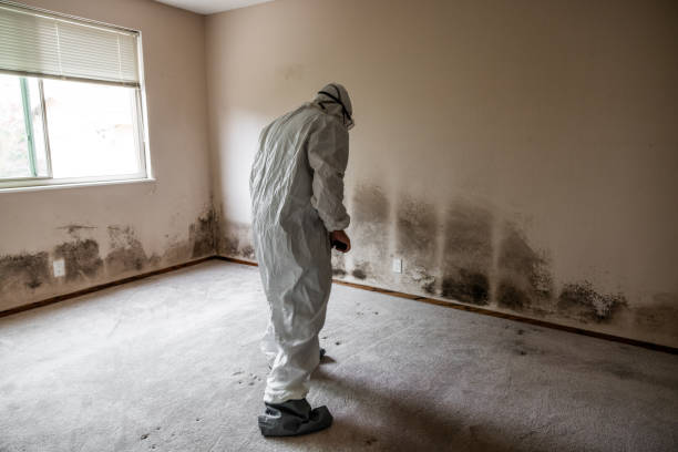 Best Commercial Mold Removal  in Homer, MI