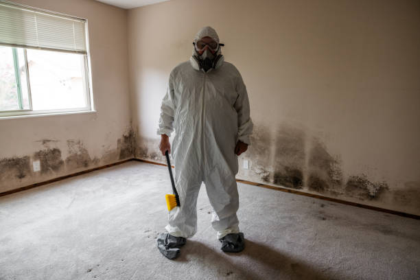 Best Mold Damage Repair  in Homer, MI