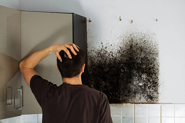 Mold Removal and Inspection in Homer, MI