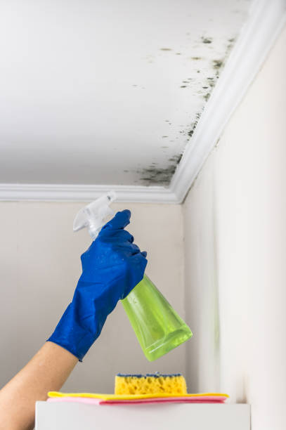Best Mold Remediation  in Homer, MI