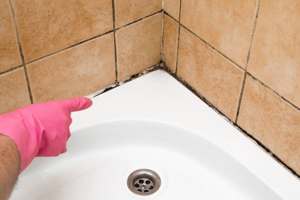 Best Commercial Mold Removal  in Homer, MI
