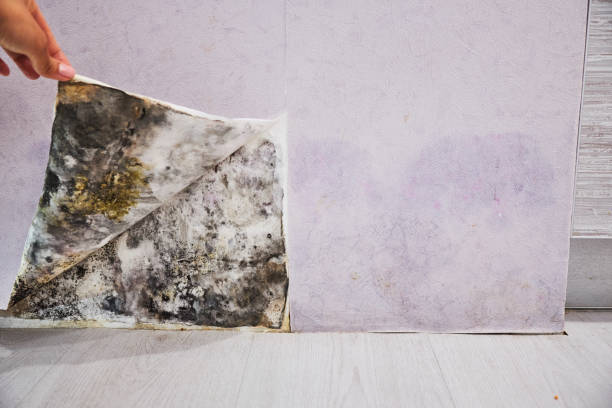 Best Fast Mold Removal  in Homer, MI
